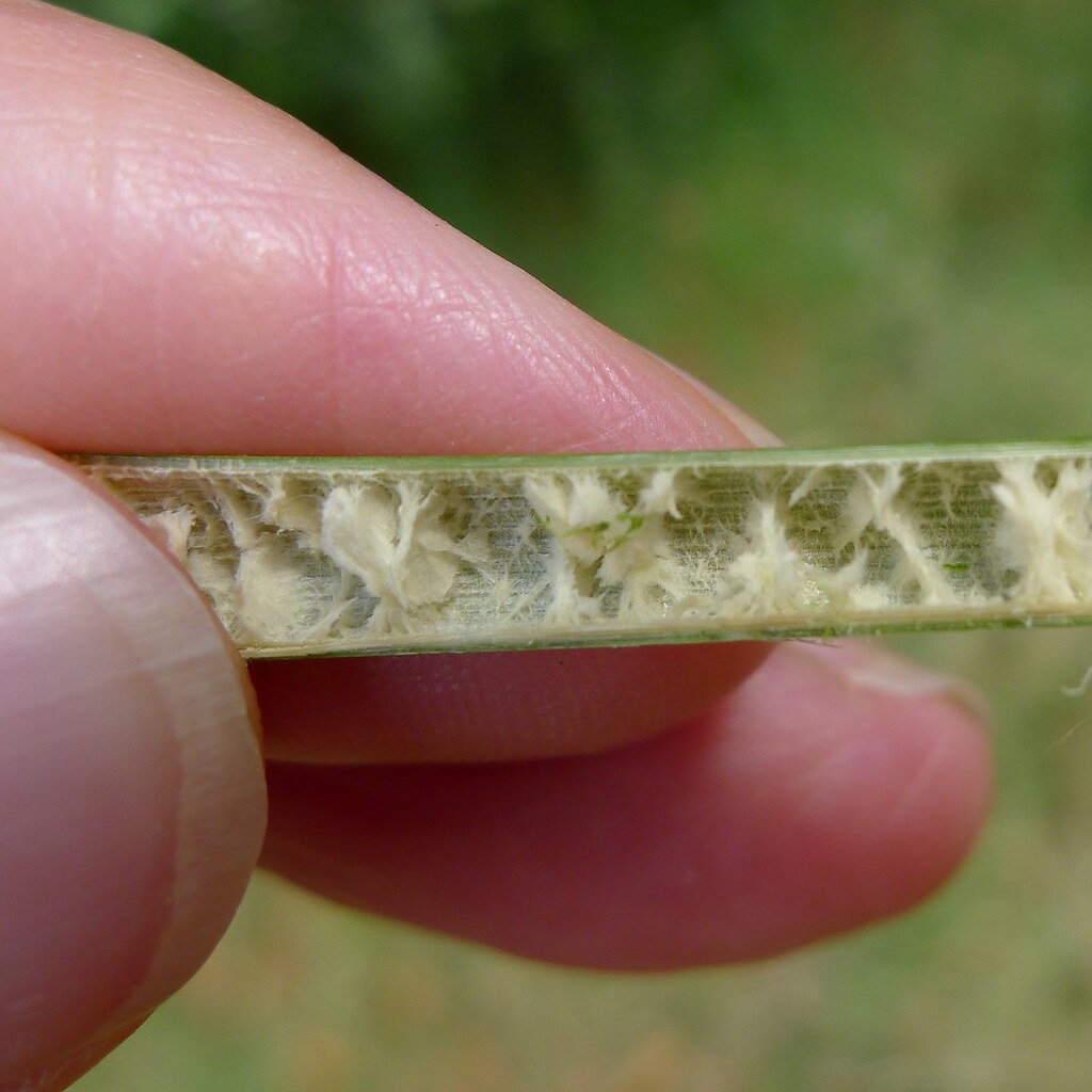 Photo of plant pith