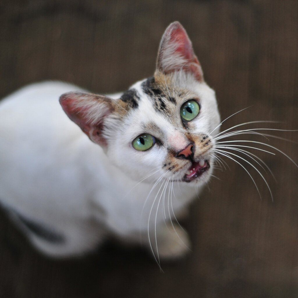 Photo of a plaintive cat