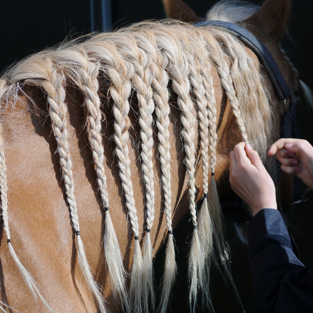 Photo of a horse with plaits