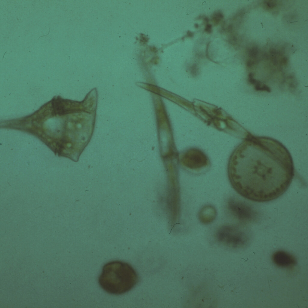 Photo of plankton