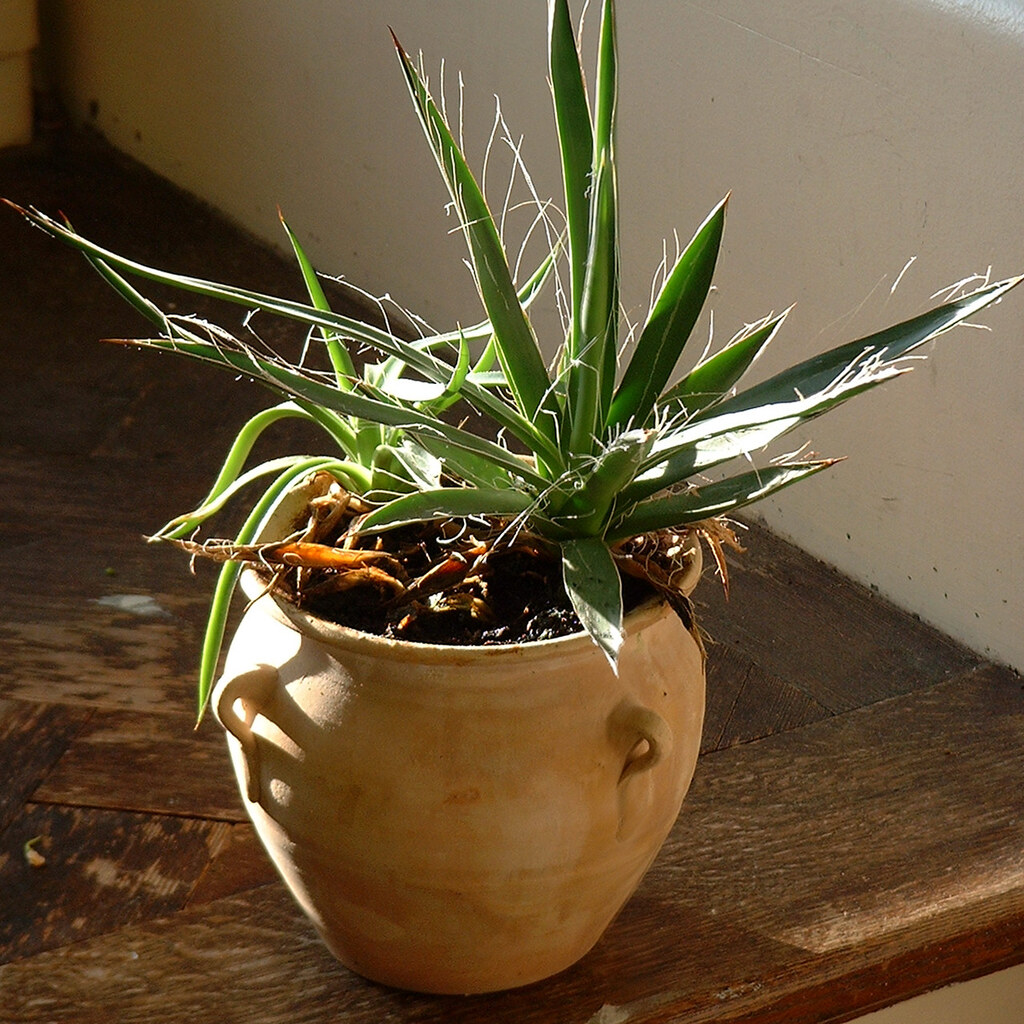Photo of a potted plant.