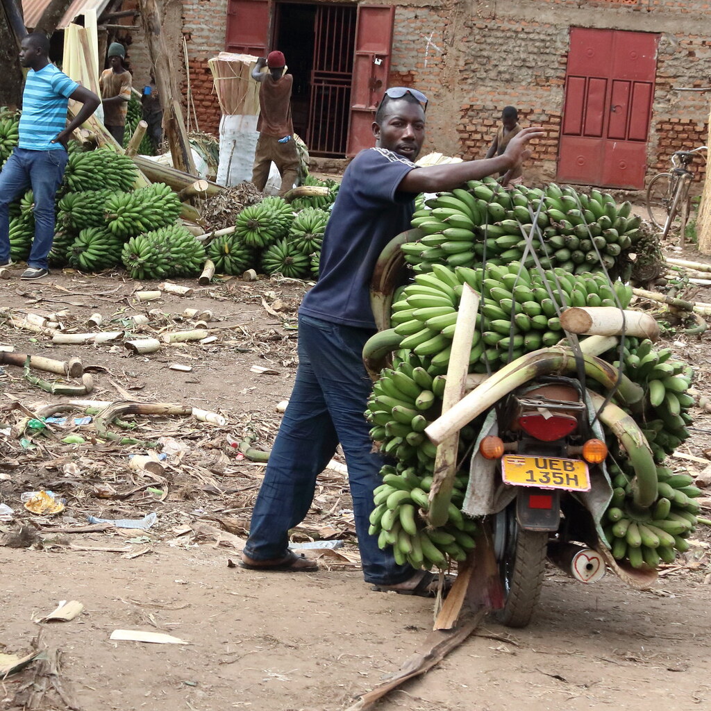 Photo of men loading plantains