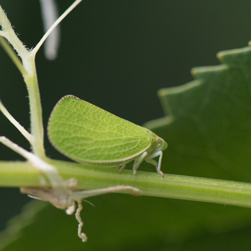 Photo of a green planthopper