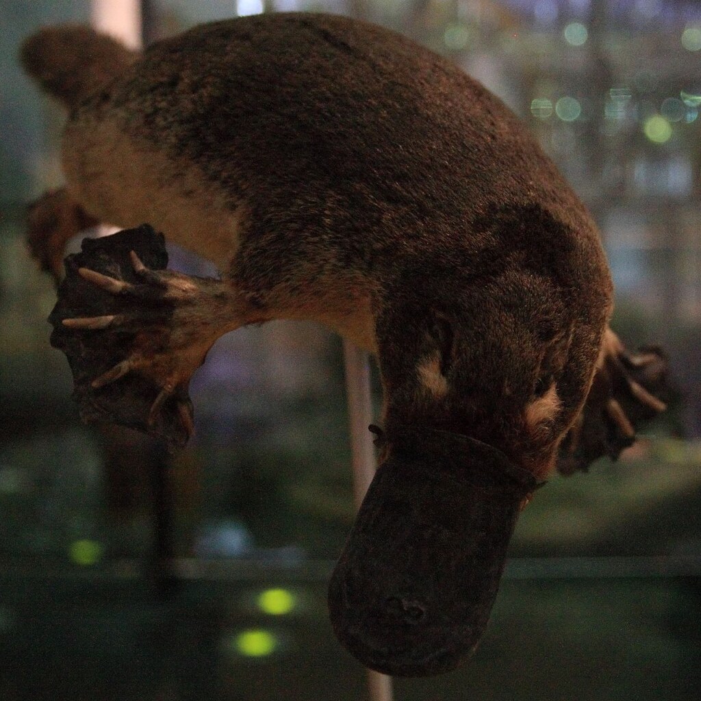 Photo of a platypus