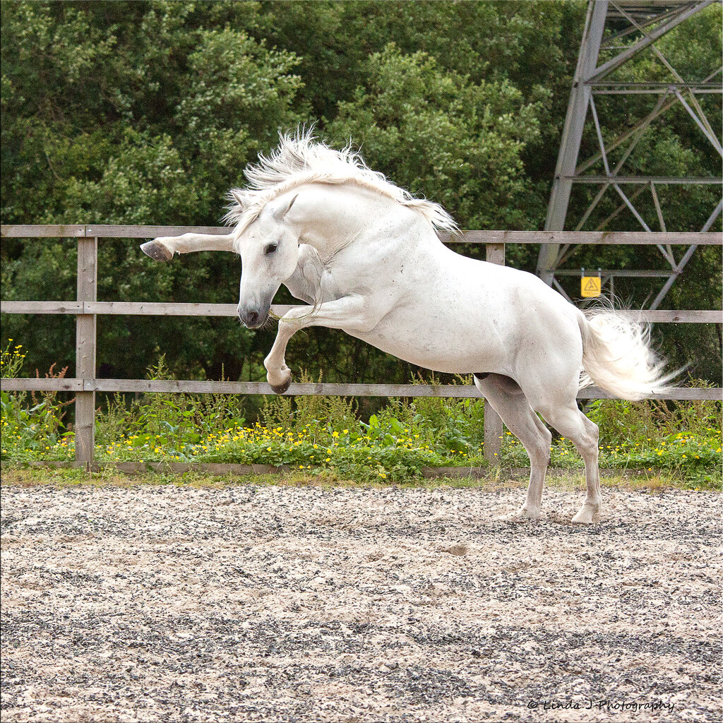 Photo of a playful horse