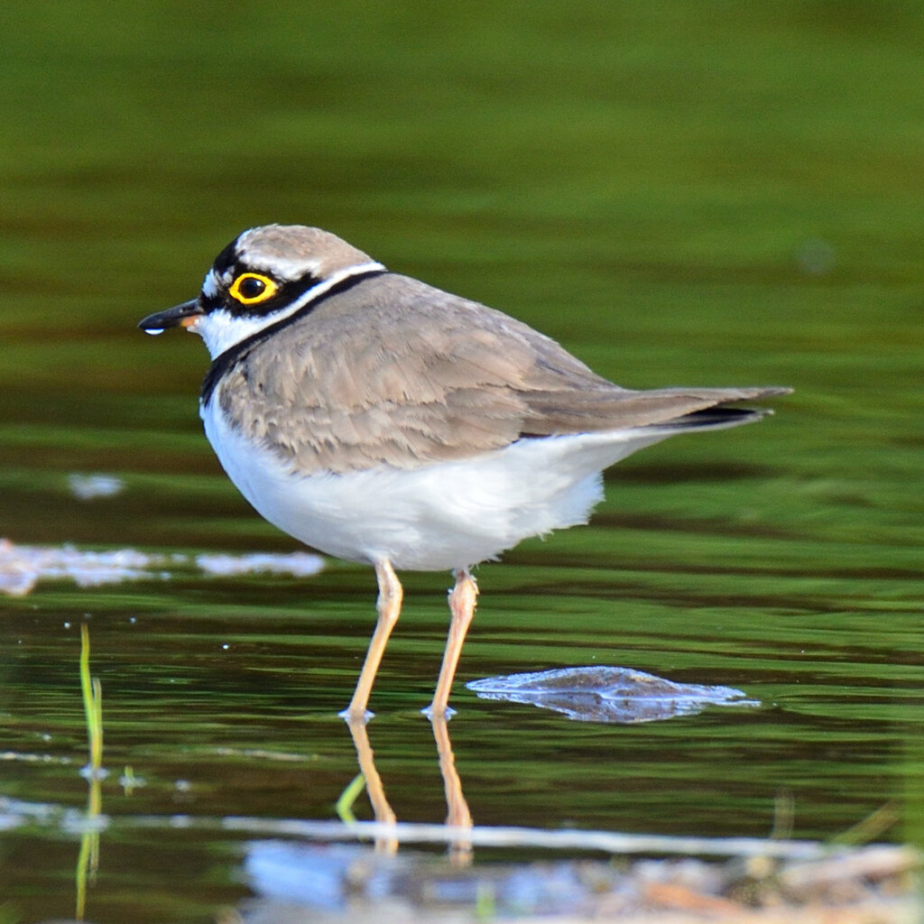 Photo of a plover