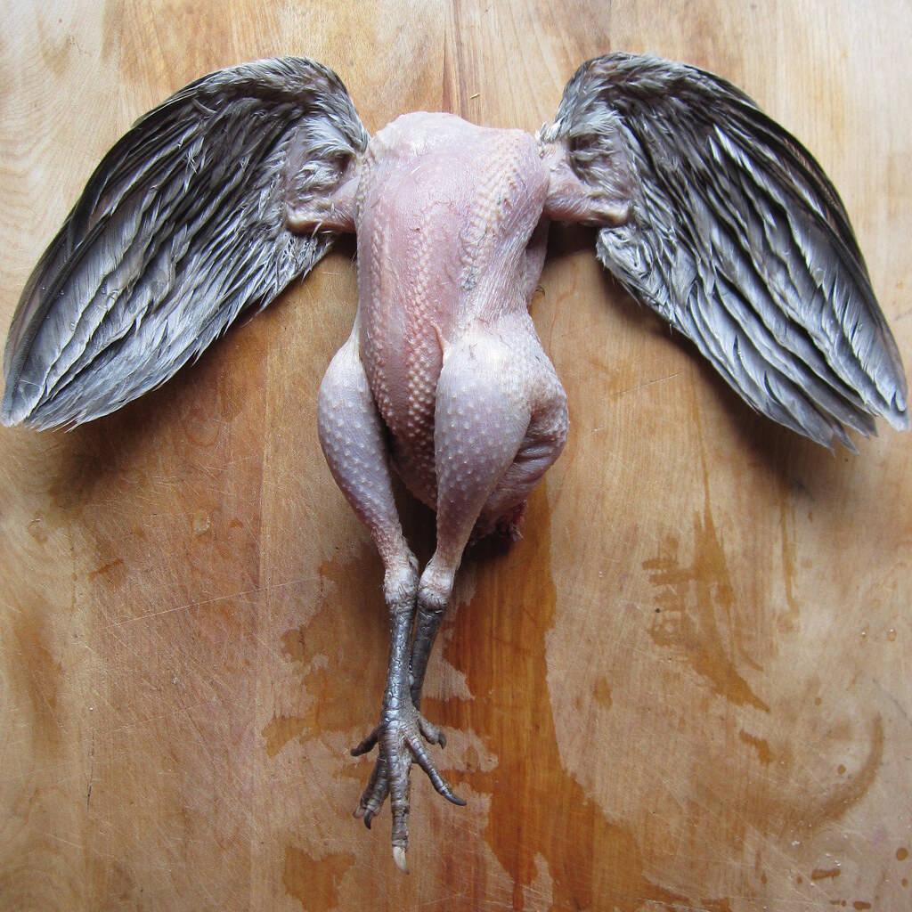 Photo of a plucked chicken