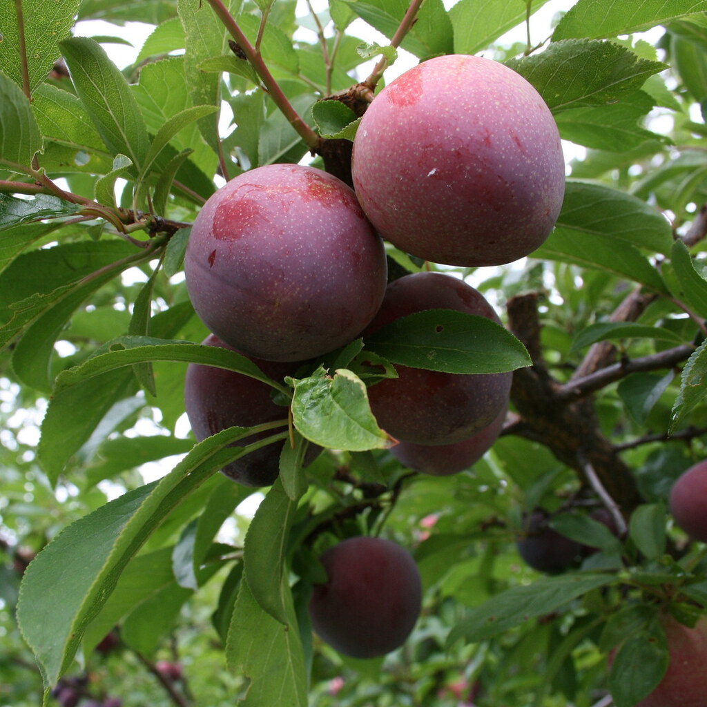 Photo of plums