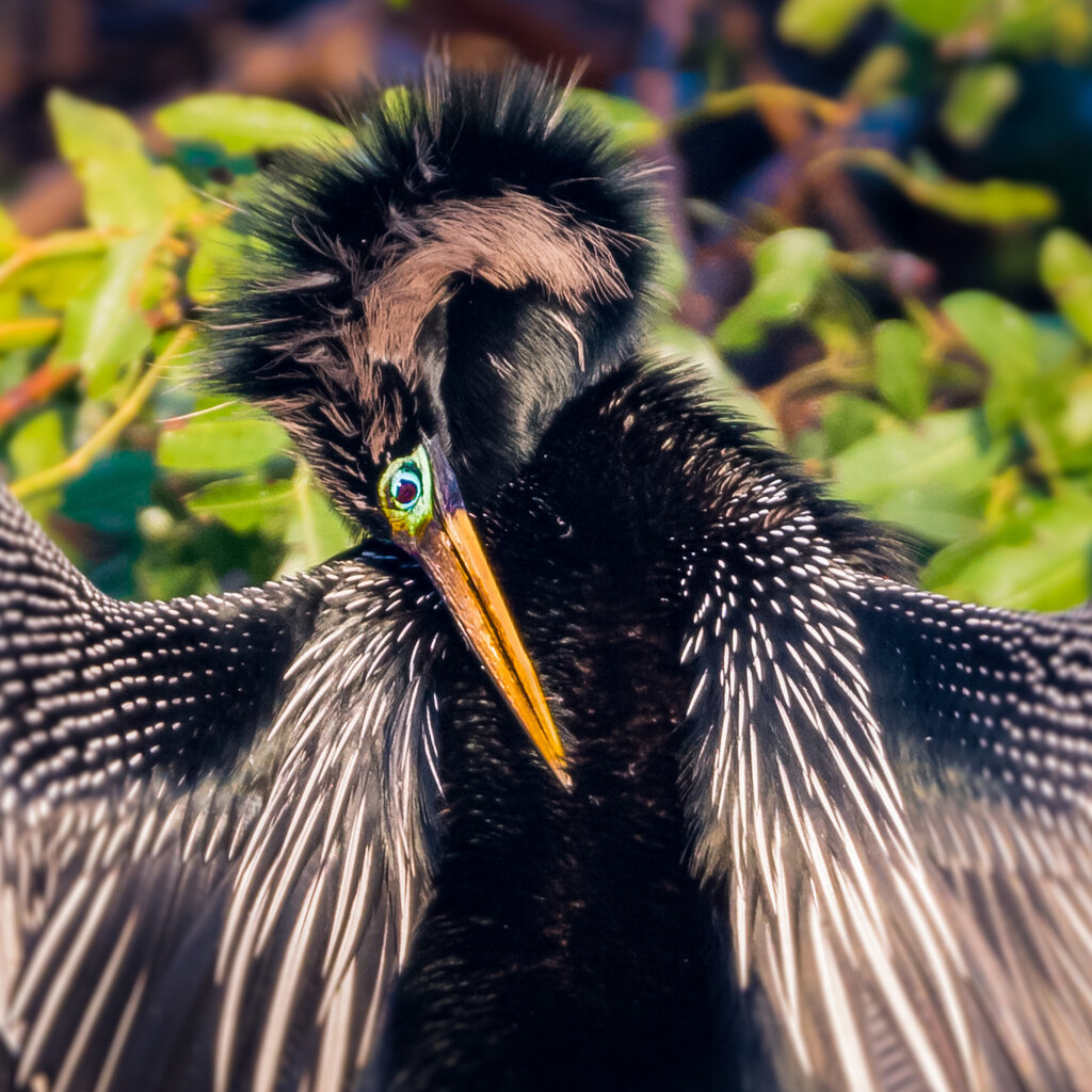Photo of an anhinga