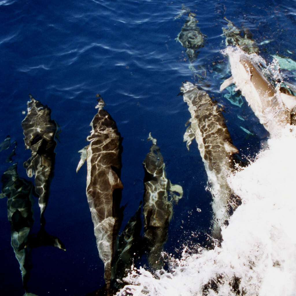 Photo of a pod of dolphins