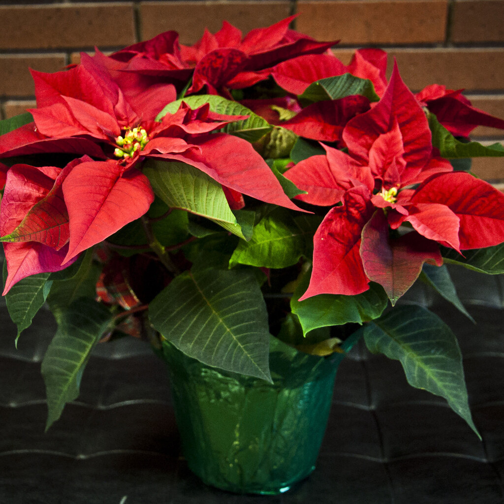 Photo of a poinsettia