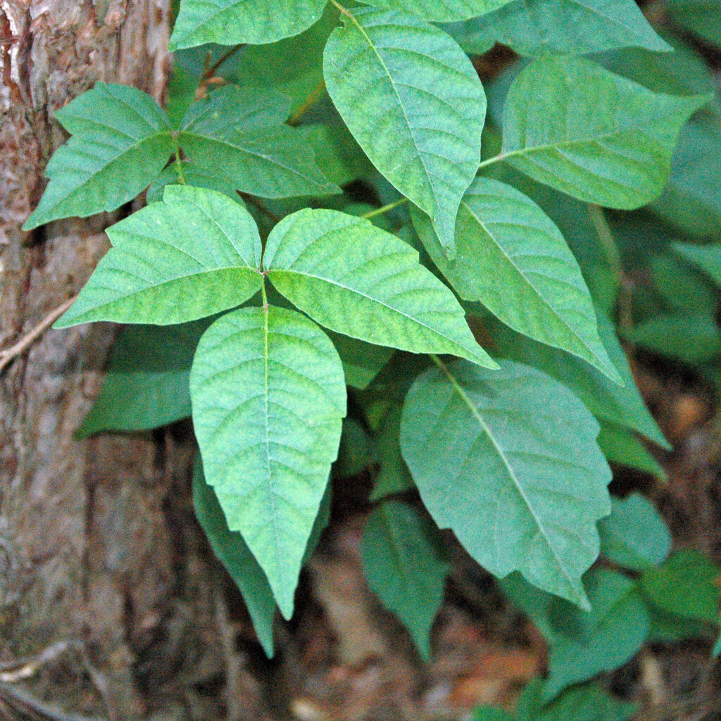 Photo of poison ivy