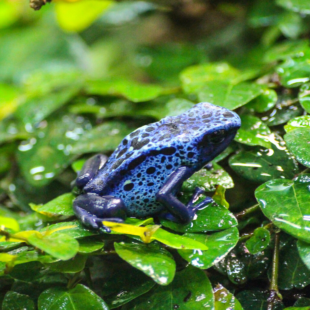 Photo of a poisonous frog