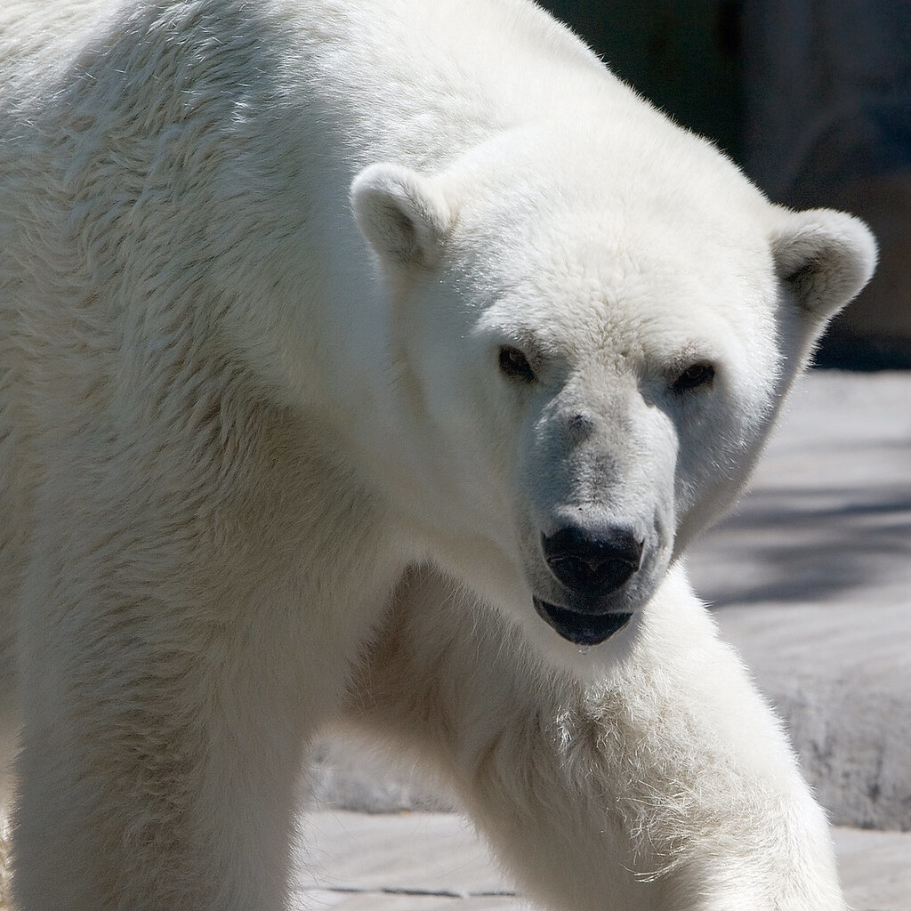 Photo of a polar bear