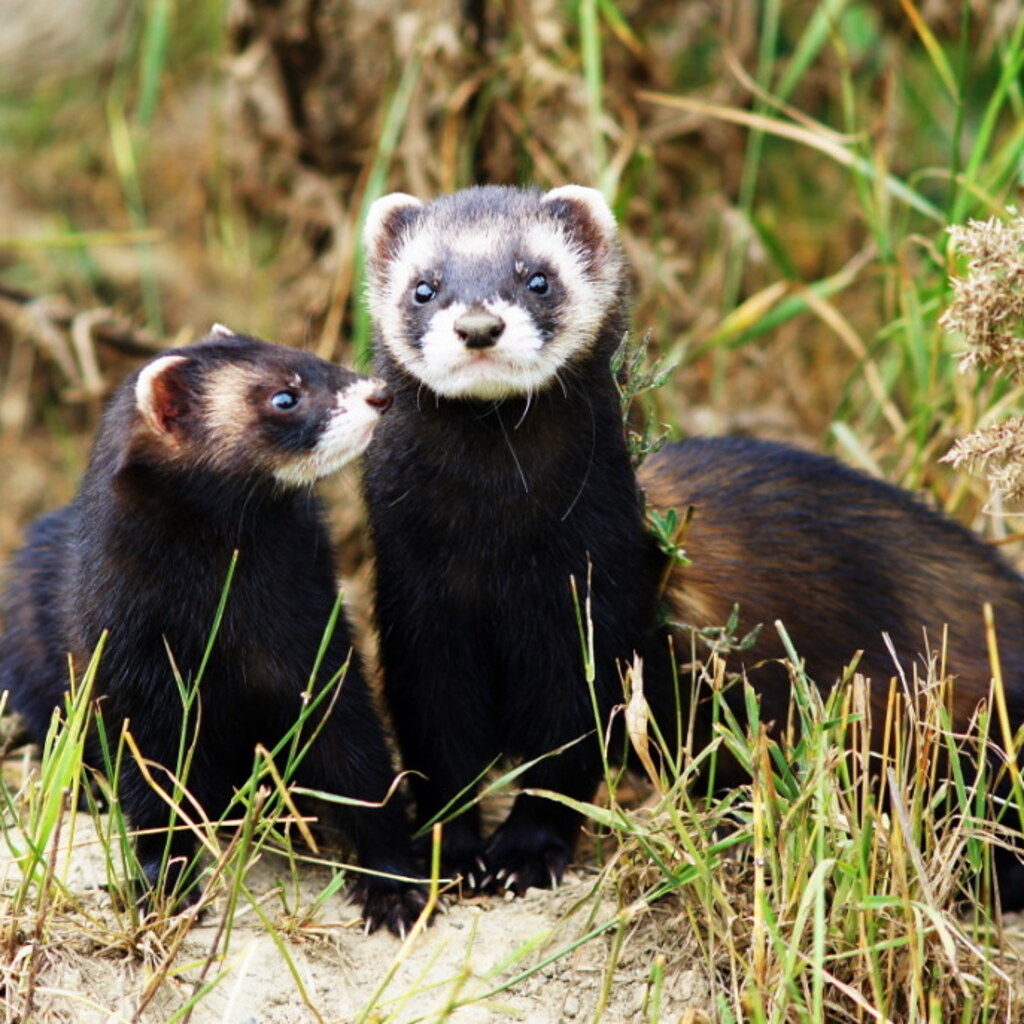 Photo of two polecats.