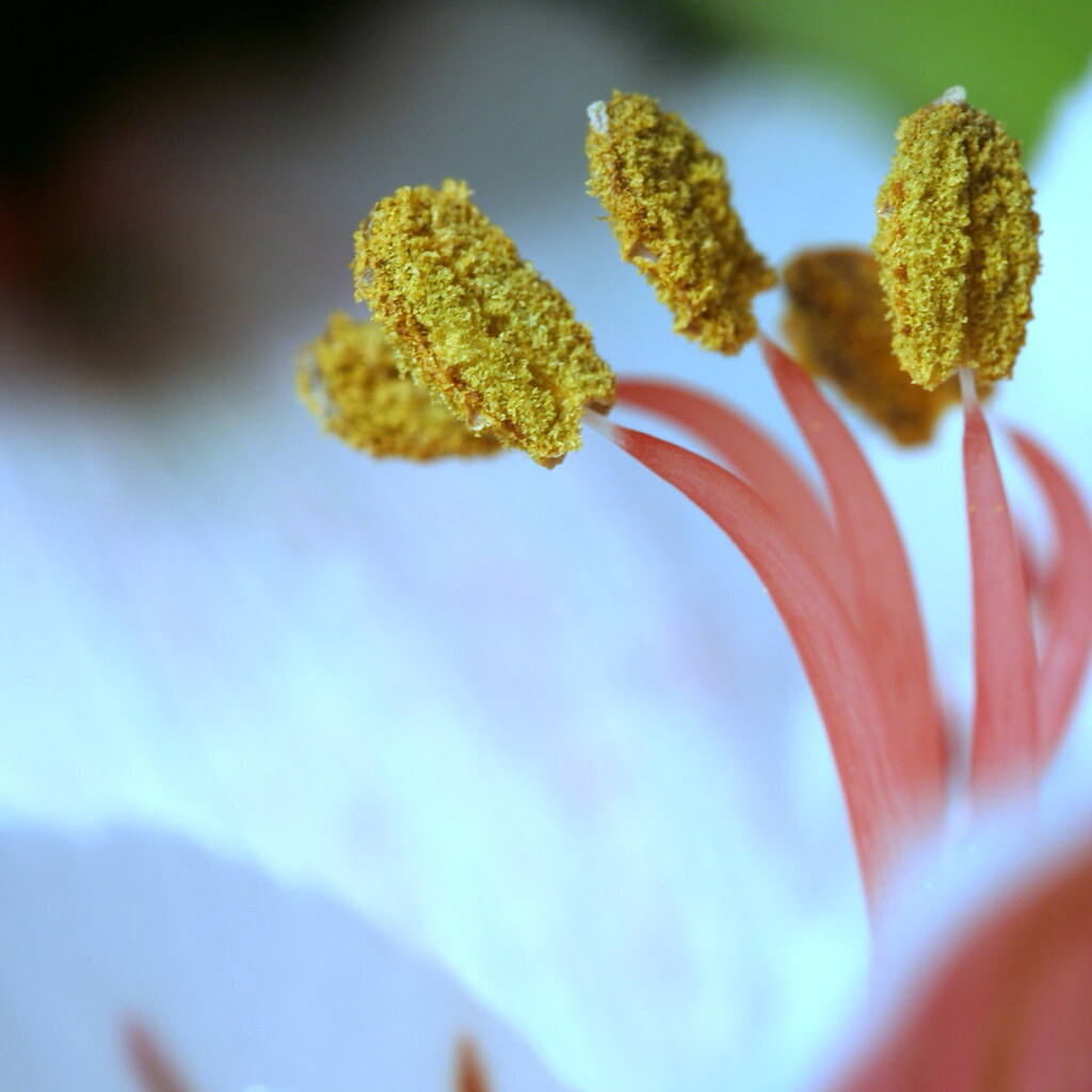 Photo of pollen in a flower