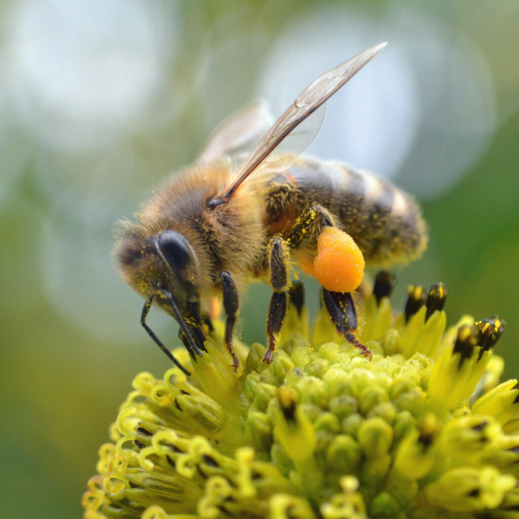 Photo of a bee pollinating flowers.