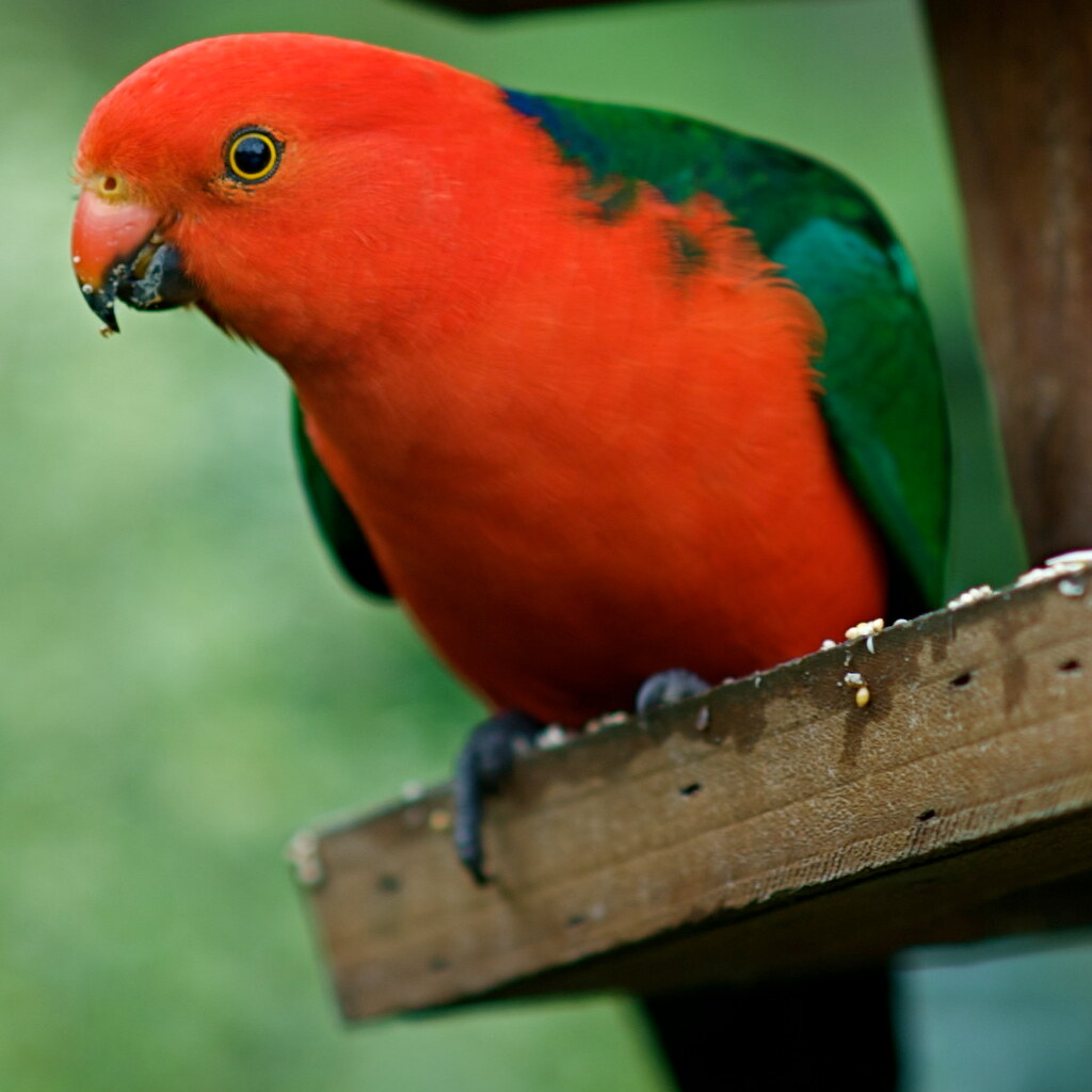 Photo of a parrot
