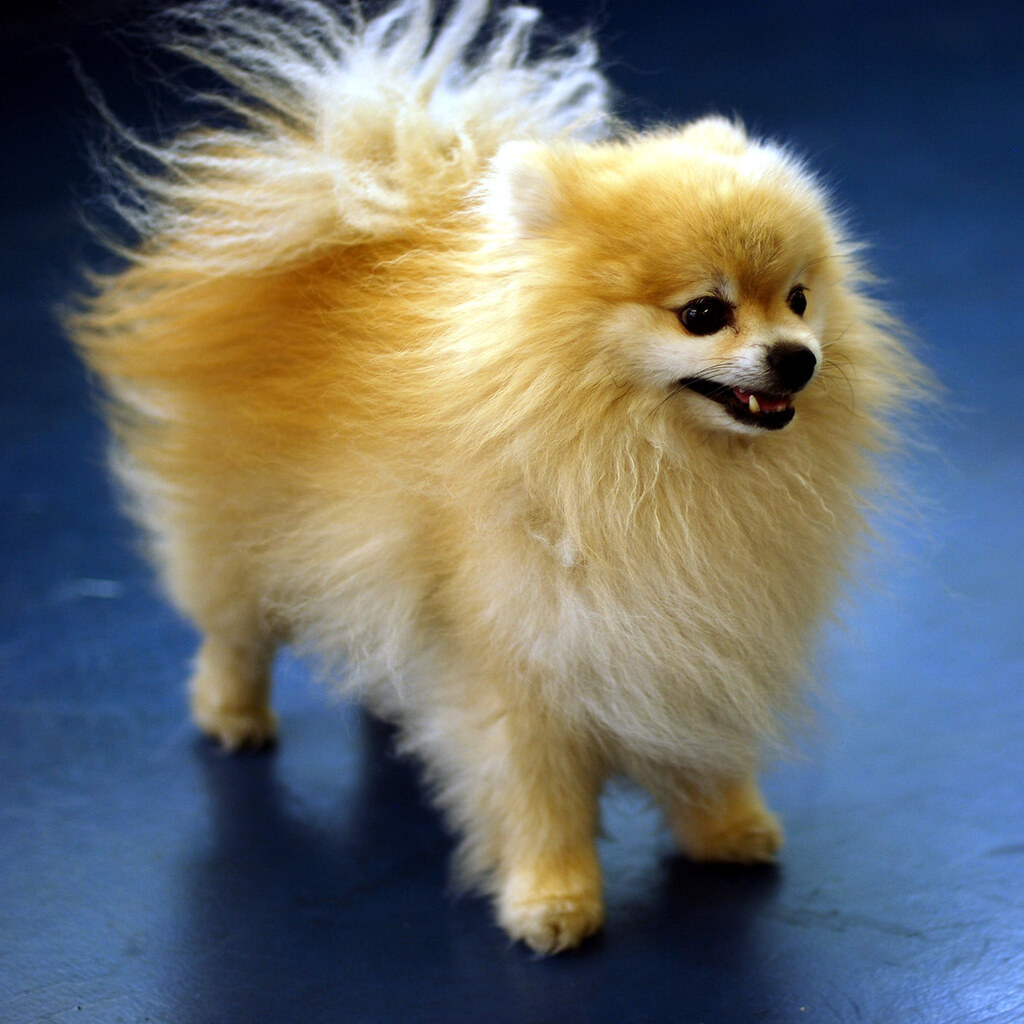 Photo of a pomeranian dog