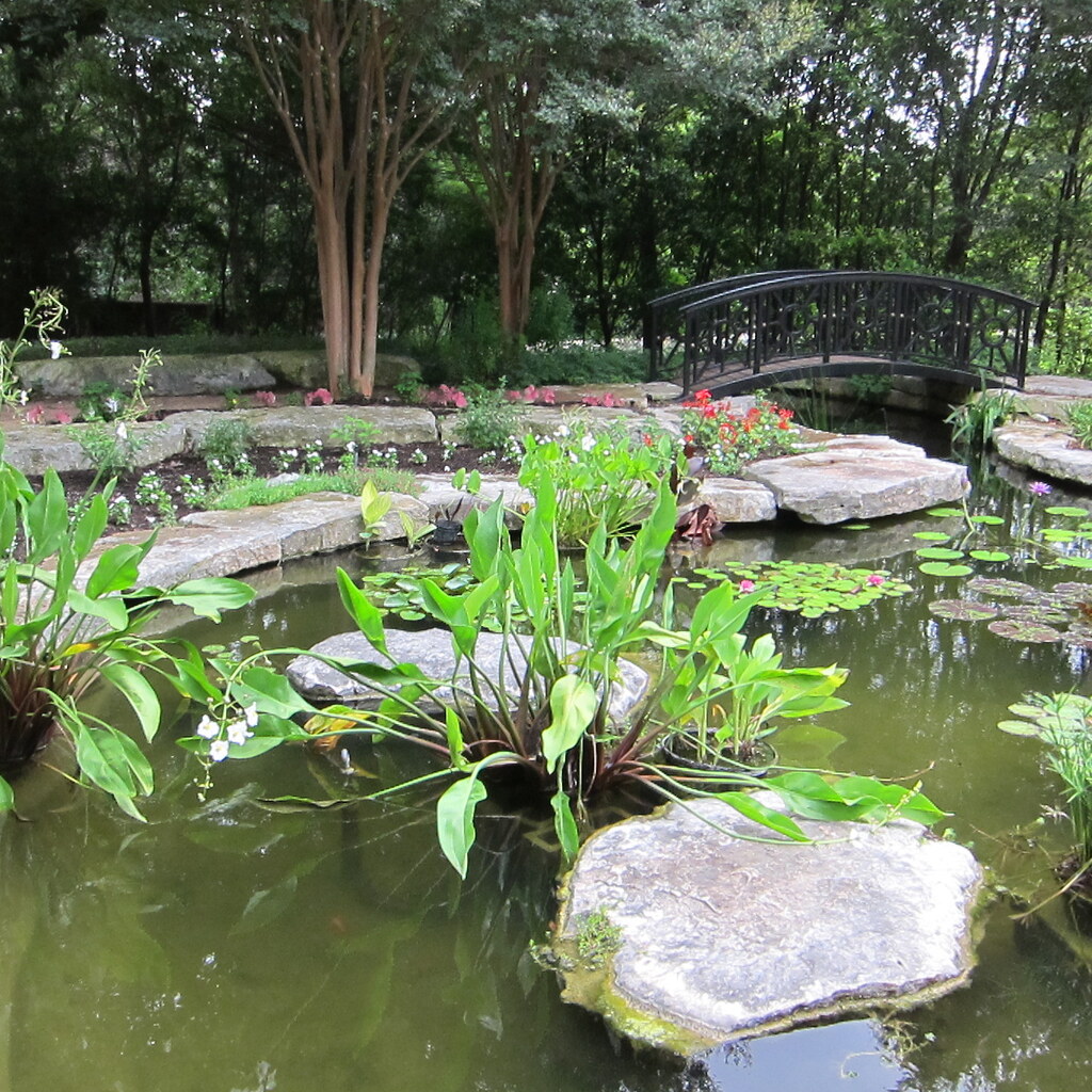 Photo of a pond