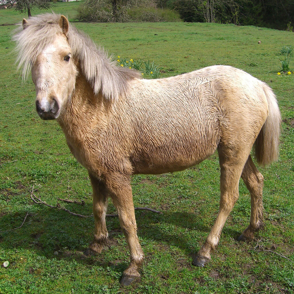 Photo of a pony
