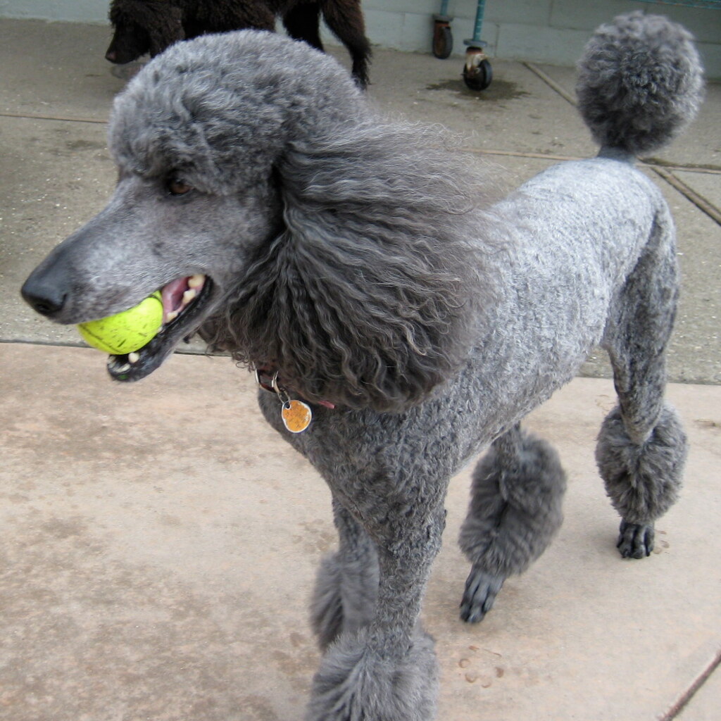 Photo of a standard poodle