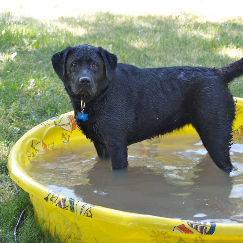 Photo of a dog in a wading pool