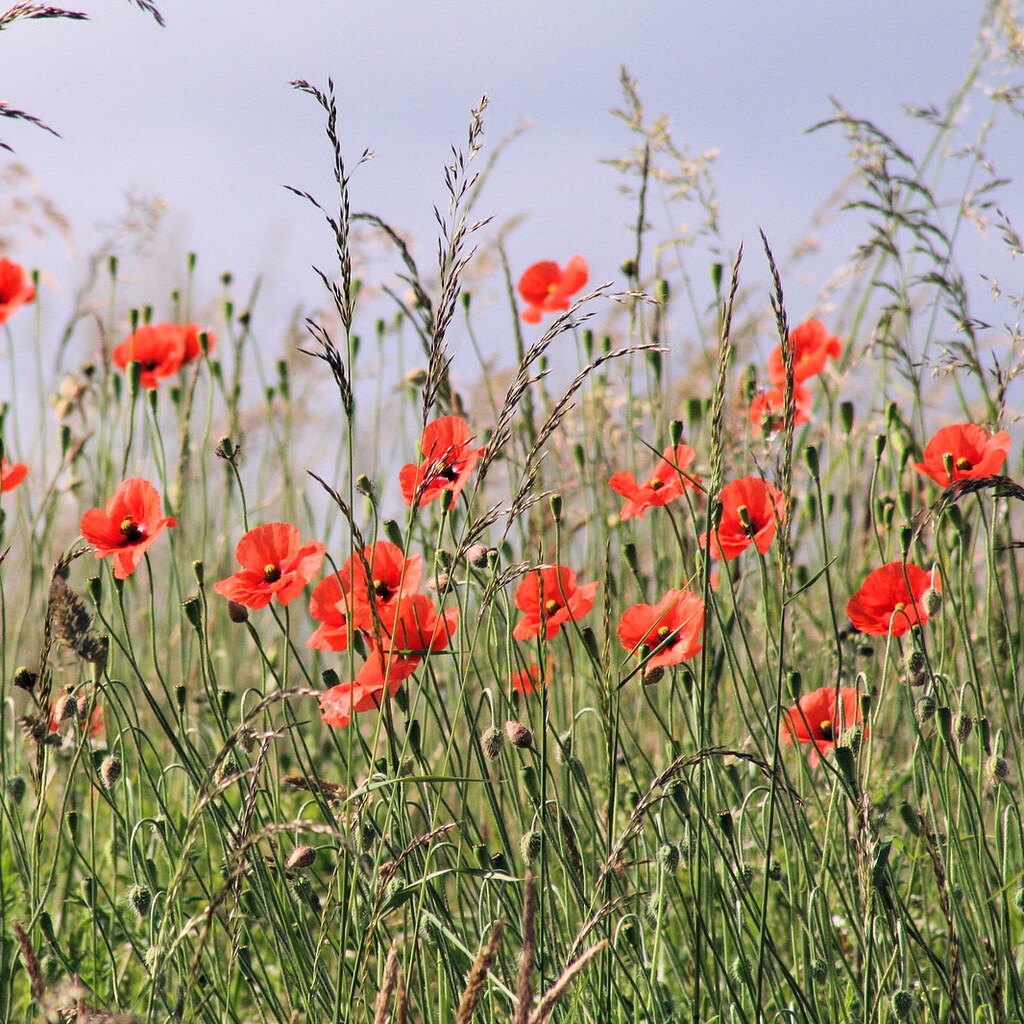 Photo of poppies
