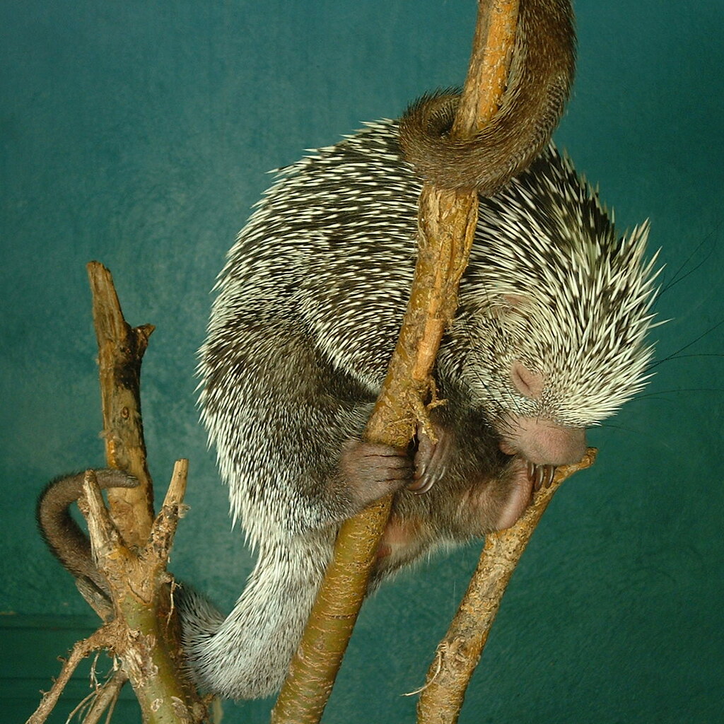 Photo of a porcupine