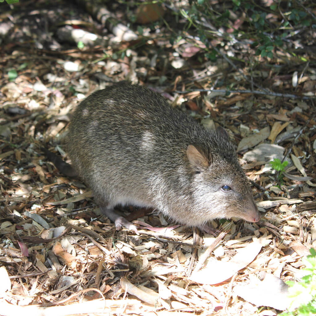 Photo of a potoroo