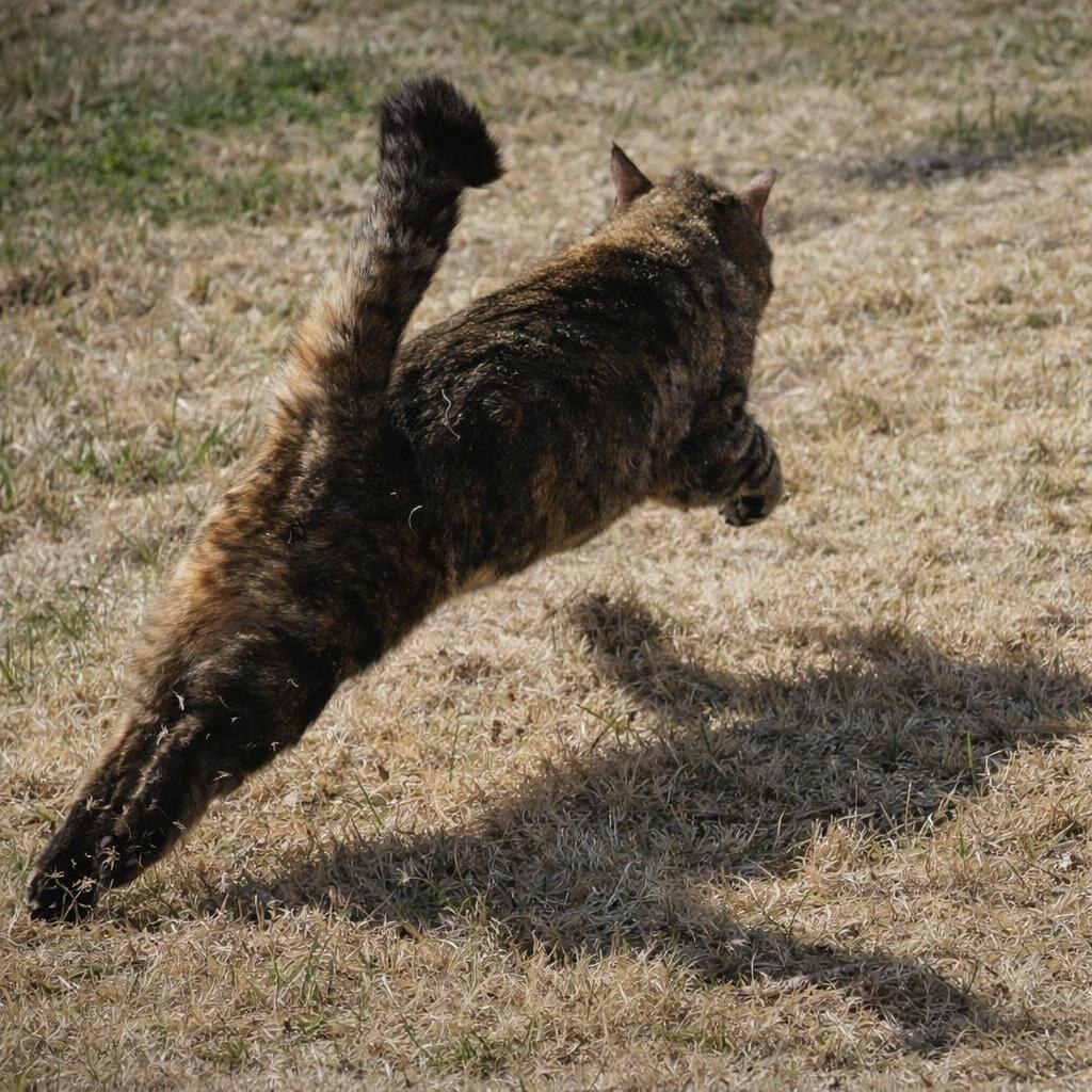 Photo of a cat pouncing.