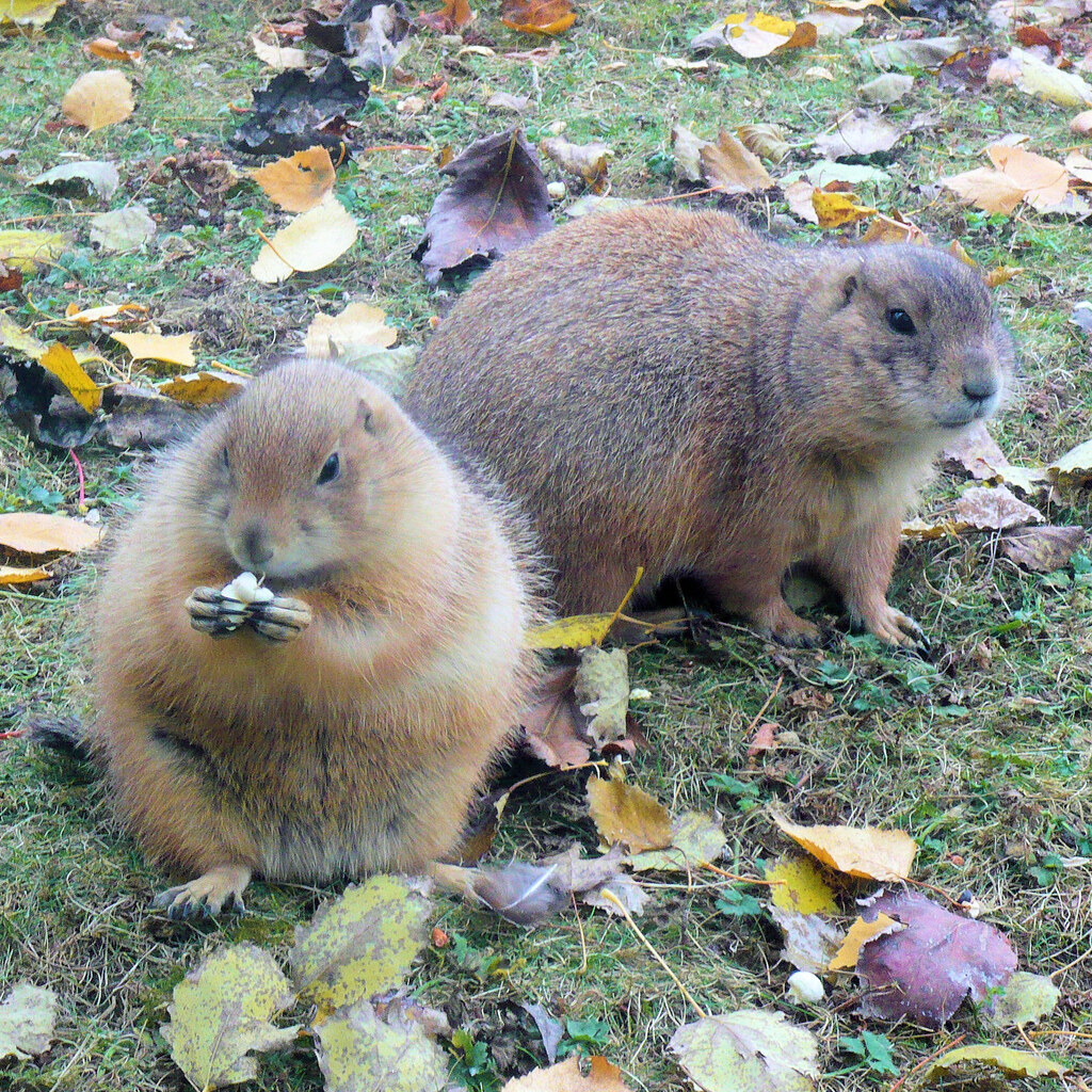 Photo of a prairie dog
