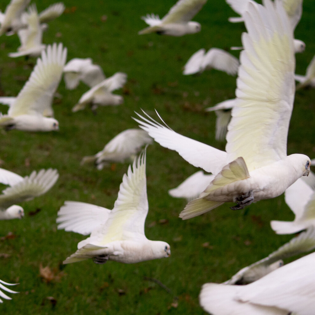 Photo of a group of parrots
