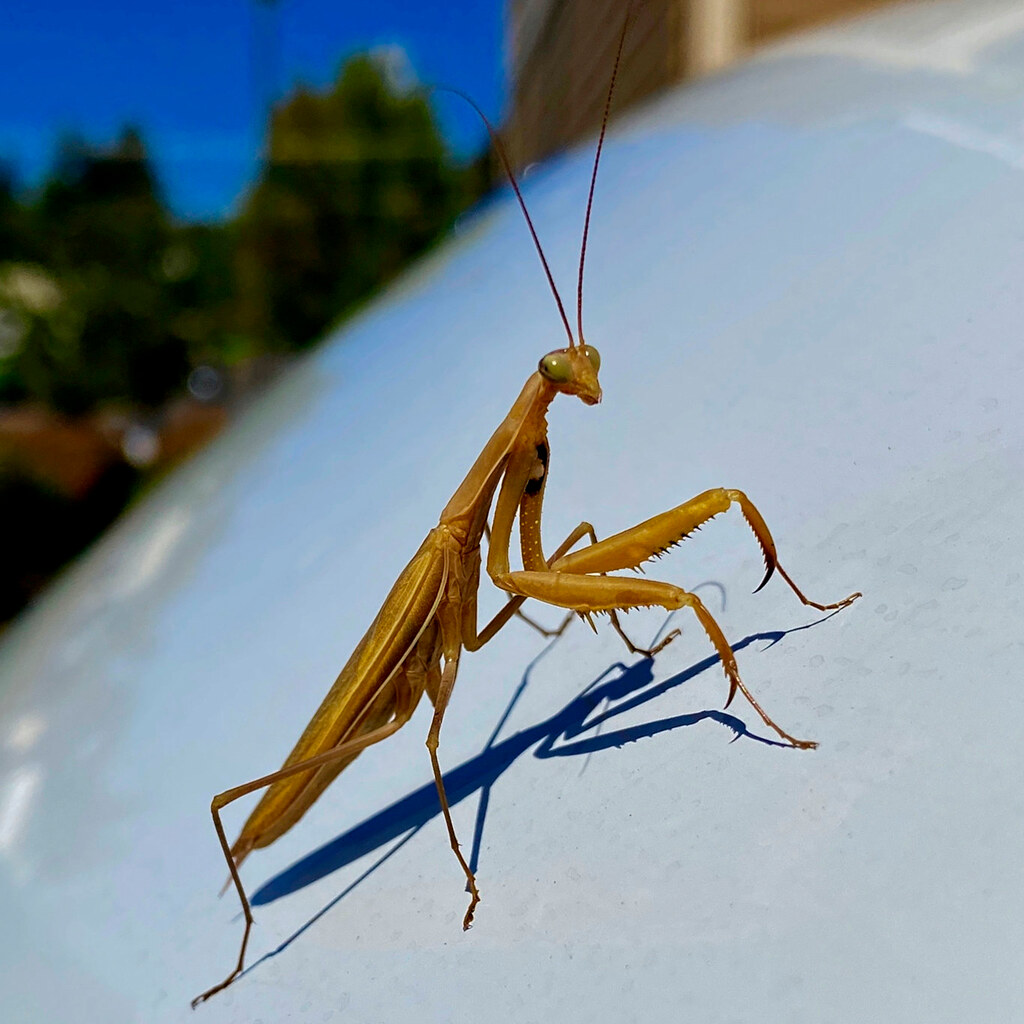 Photo of a praying mantis