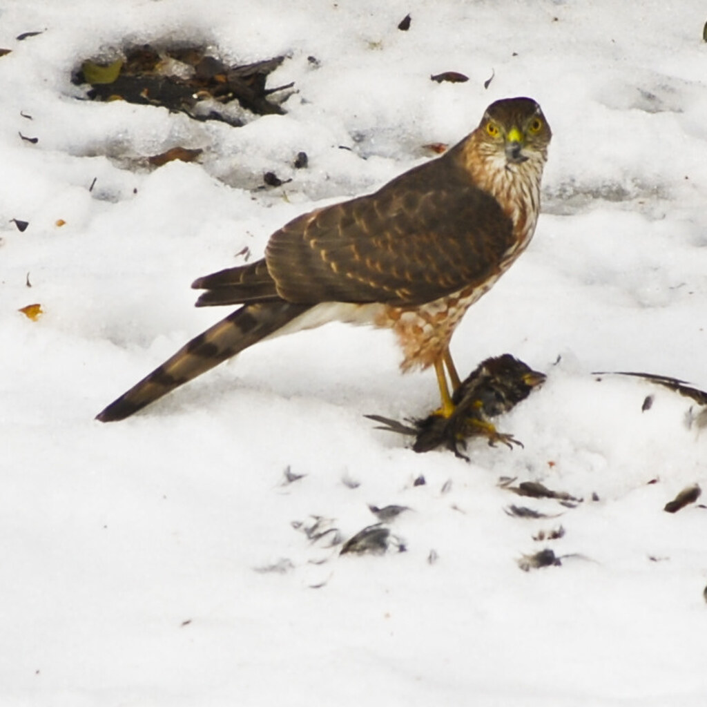 Photo of a falcon and prey