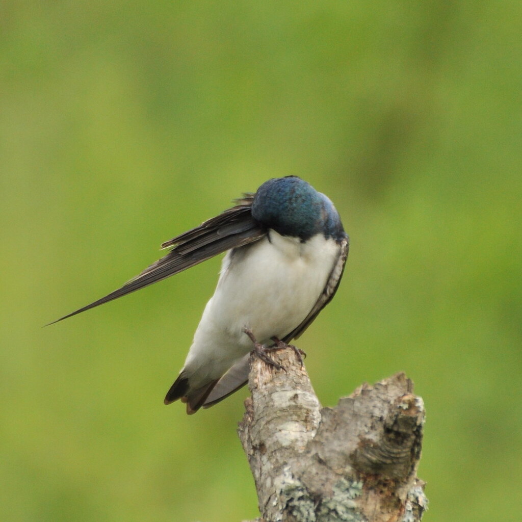 Photo of a bird preening itself.