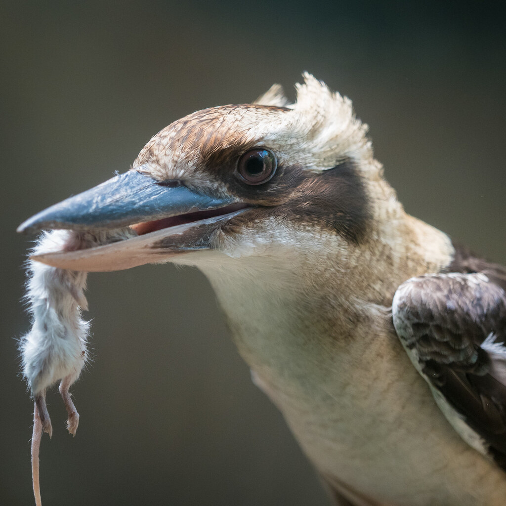 Photo of predator and prey