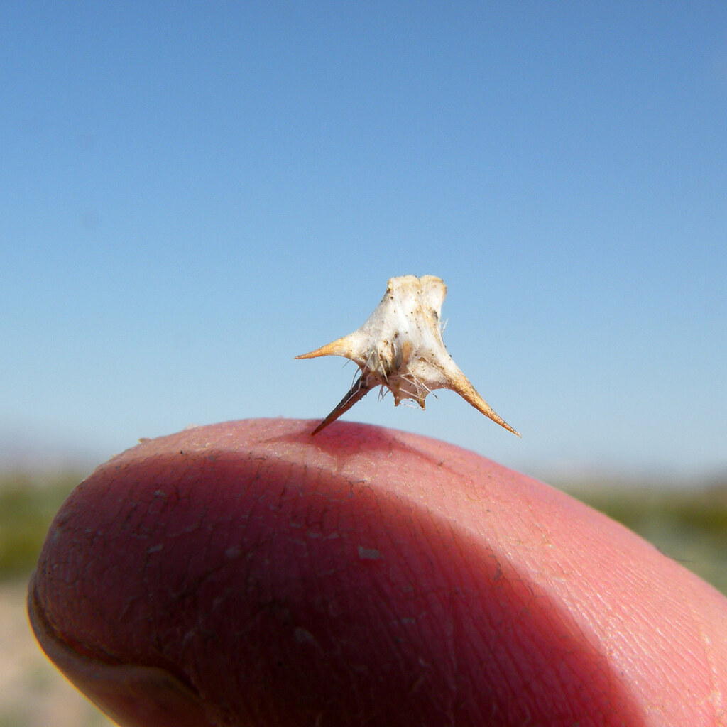 Photo of someone with a pricked finger