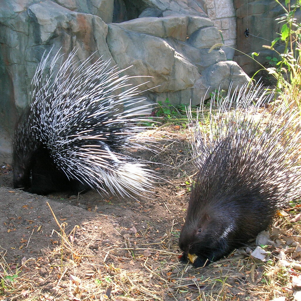 Photo of a group of porcupines