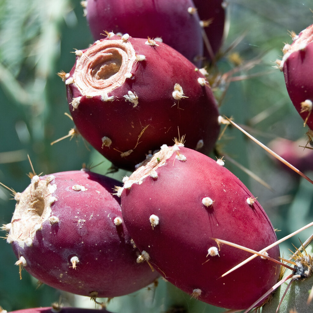 Photo of prickly pears