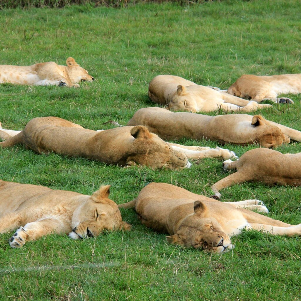 Photo of a pride of lions