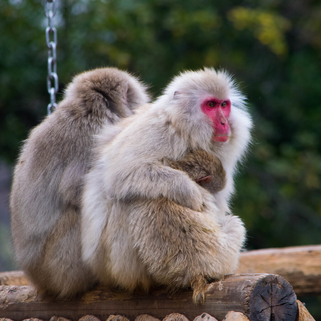 Photo of some monkeys