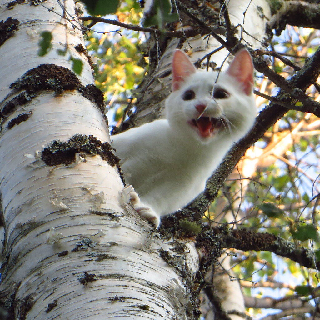 Photo of a cat stuck up a tree