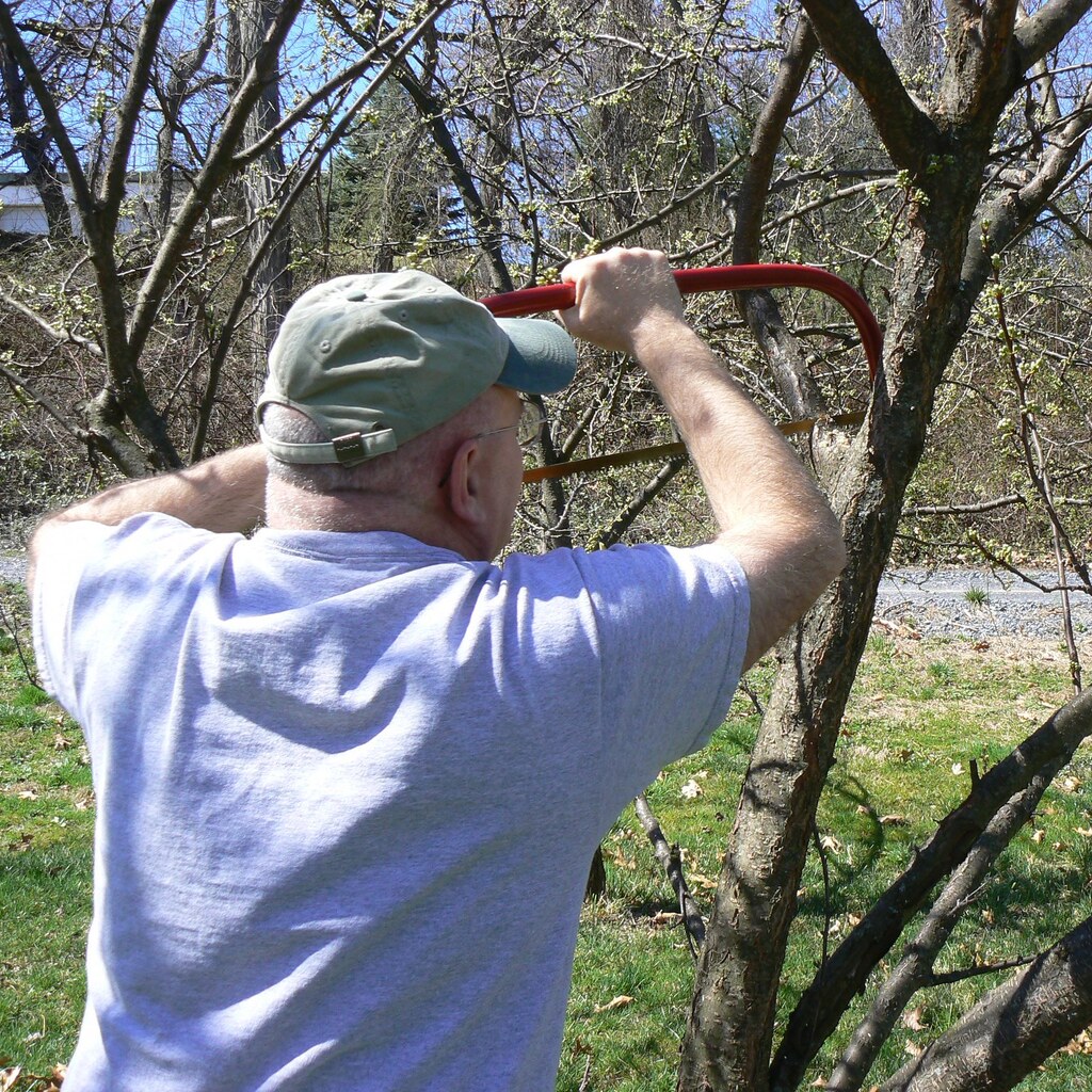 Photo of a man pruning a tree