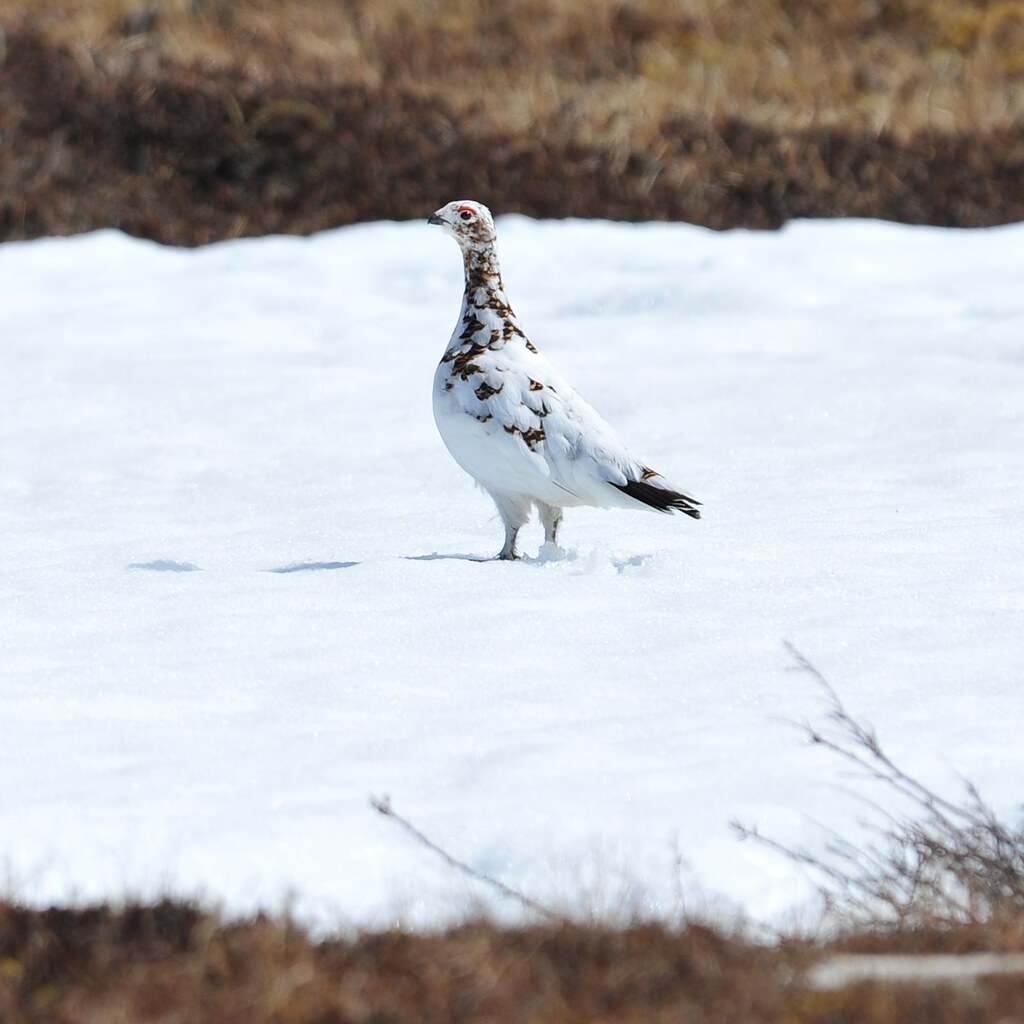 Photo of a ptarmigan