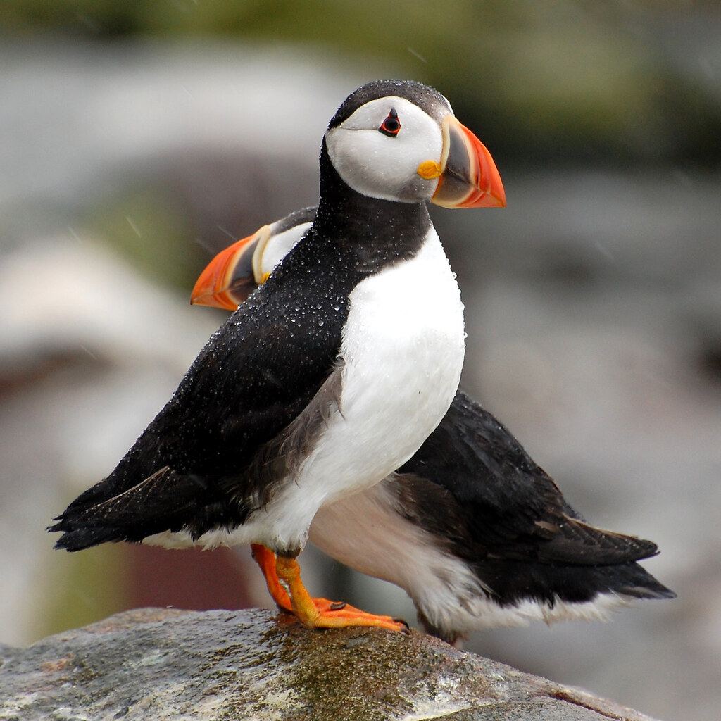 Photo of a puffin