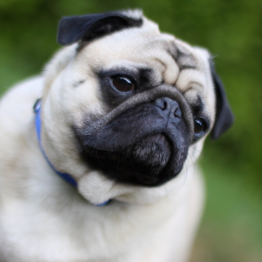 Photo of a pug
