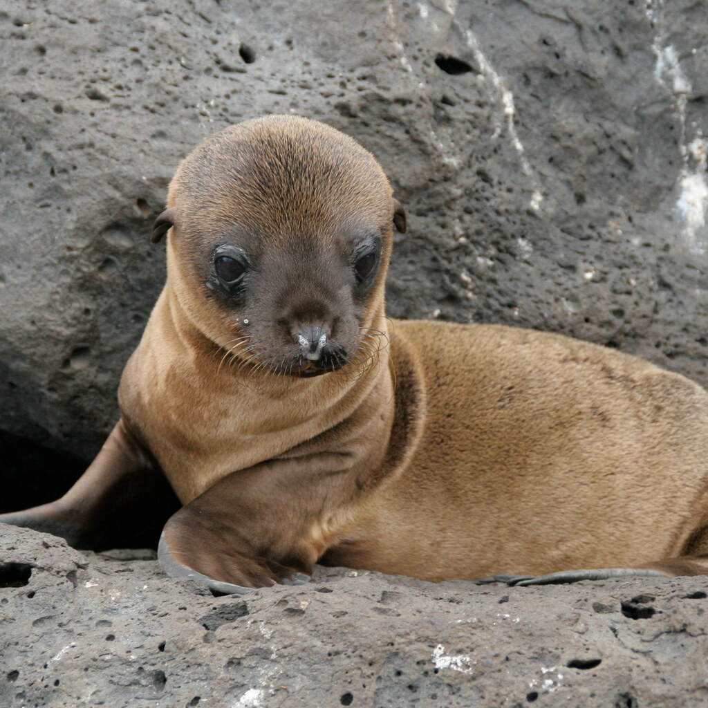 Photo of a seal pup