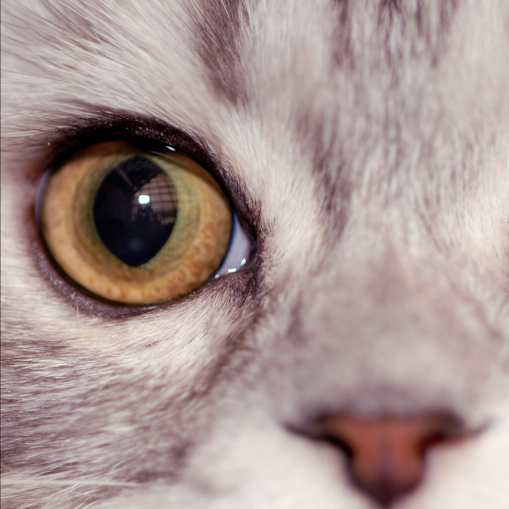 Photo of a cat's eyes