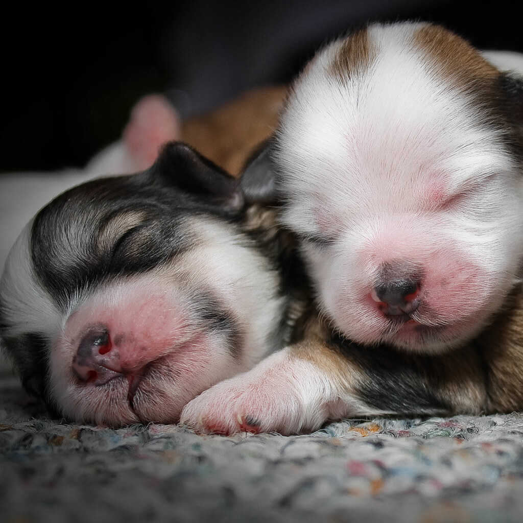 Photo of puppies.